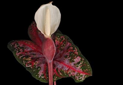 caladium flower 01