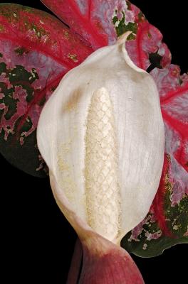 caladium flower 02