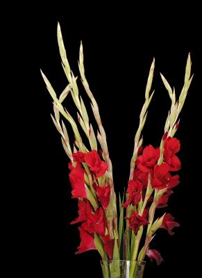 red gladiolus in vase
