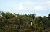 white egret in swamp 04