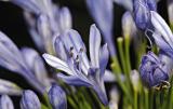 agapanthus africans 04