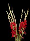 red gladiolus in vase