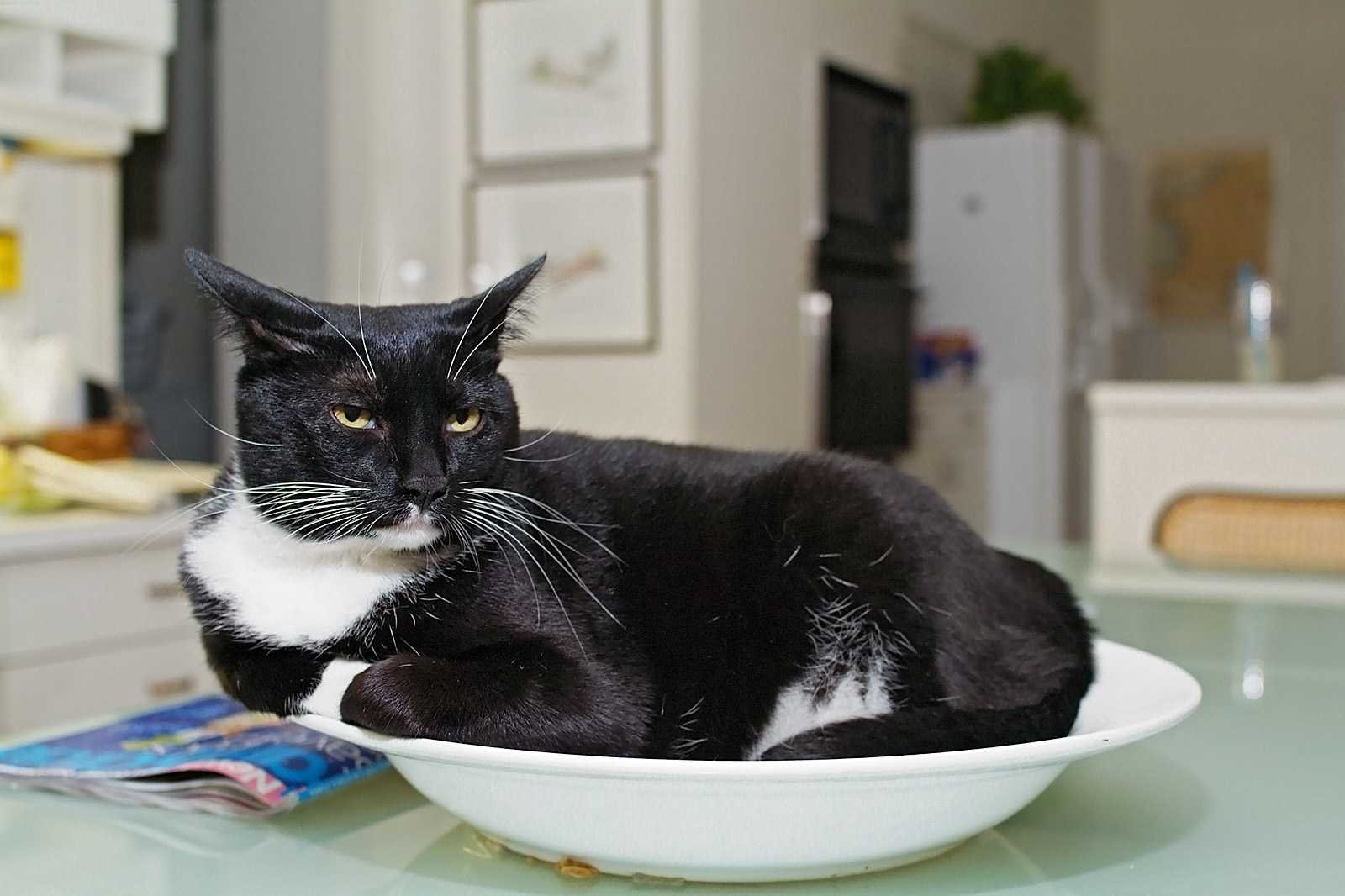 Benjy brooding in bowl 01