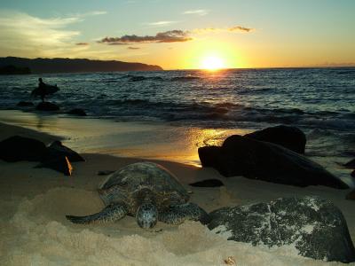 Green Turtle Resting @ Laniakea
