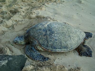 Green Sea Turtle - Honu