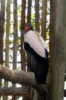 Xcaret Wildlife theme park