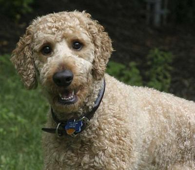 toby_puppy_photos