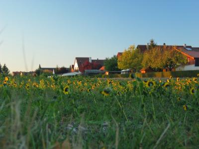 Sunflowers