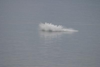 Humpback Whales on Way to Juneau