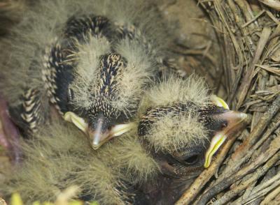 small_animals