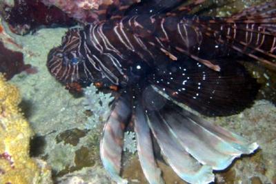 Lion fish www.jpg