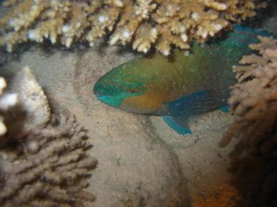 parrotfish_night.jpg