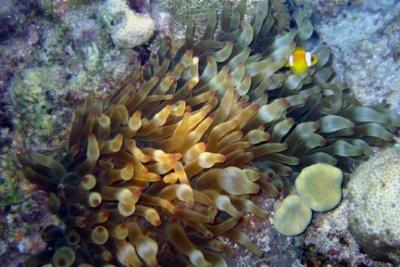 u34/barbara49/medium/22578982.Anenomeandclownfish.jpg