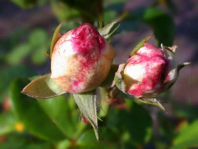 rosebudDSCN1438.jpg