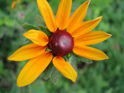 Rudbeckia hirta (Asteraceae)