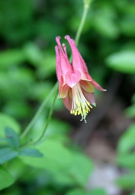 Wild Columbine - Aquilegia canadensis