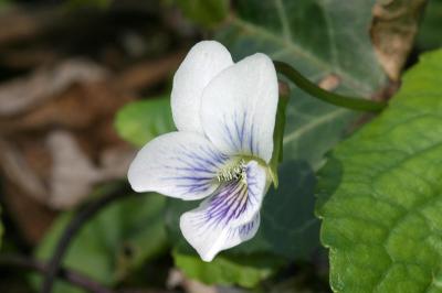 Confederate Violet -  Viola sororia var. priceana