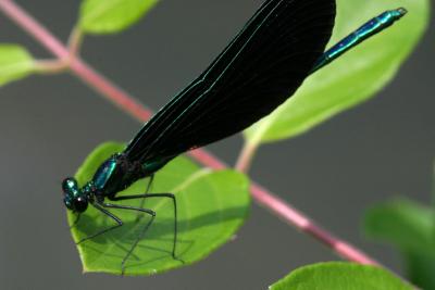 Black-Winged Damselfly - <i>Calopteryx maculata</i>