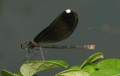Black-Winged Damselfly - Calopteryx maculata