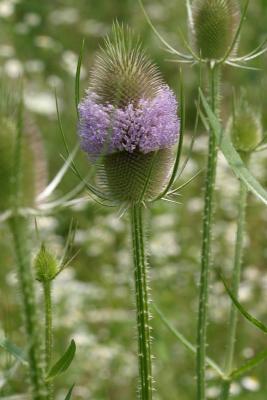 Teasel - Dipsacus fullonum  ssp. sylvestris