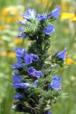 Viper's Bugloss -Echium vulgare