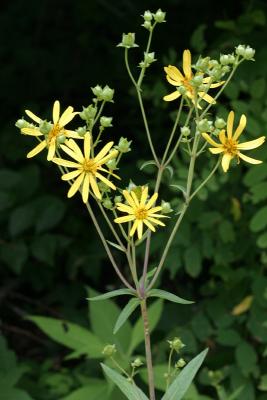 Coreopsis (sp?)