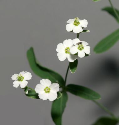 Flowering Spurge - <i>Euphorbia corollata</i>