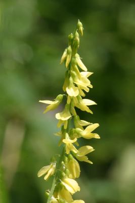 Yellow Sweet Clover - Melilotus officinalis 