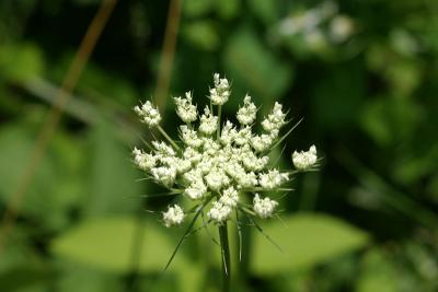 Queen Anne's Lace - Daucus carota