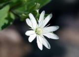 Star Chickweed - <i>Stellaria pubera</i>