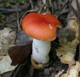 IMG_4208w8.jpg