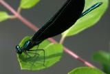 Black-Winged Damselfly - <i>Calopteryx maculata</i>