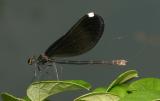 Black-Winged Damselfly - <i>Calopteryx maculata</i>