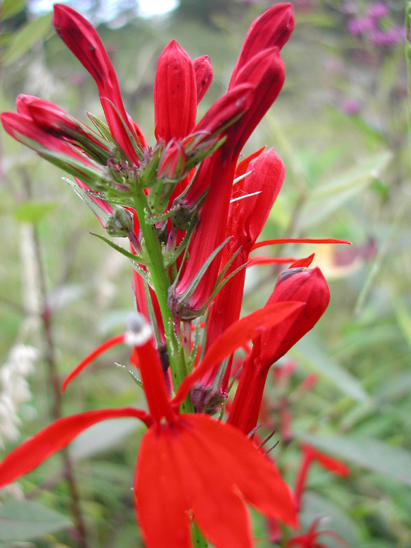 Cardinal Flower - <i>Lobelia cardinalis</i>
