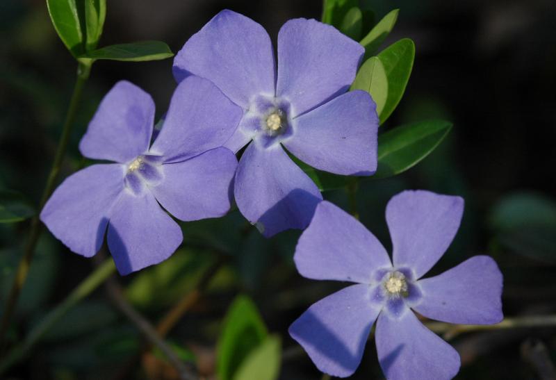 Vinca minor 1534