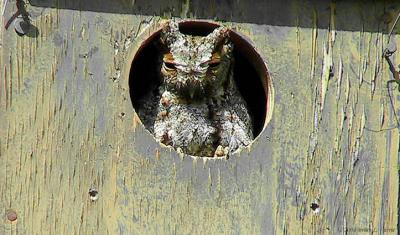Flammulated Owl 166_6604_filtered pbase 7-11-04.jpg