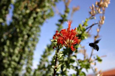 Ocotillo and the Bee