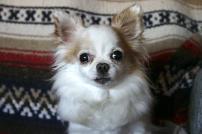 Chi Chi