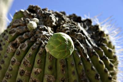 Barrel Cactus