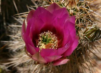 Hedgehog Cactus Bloom