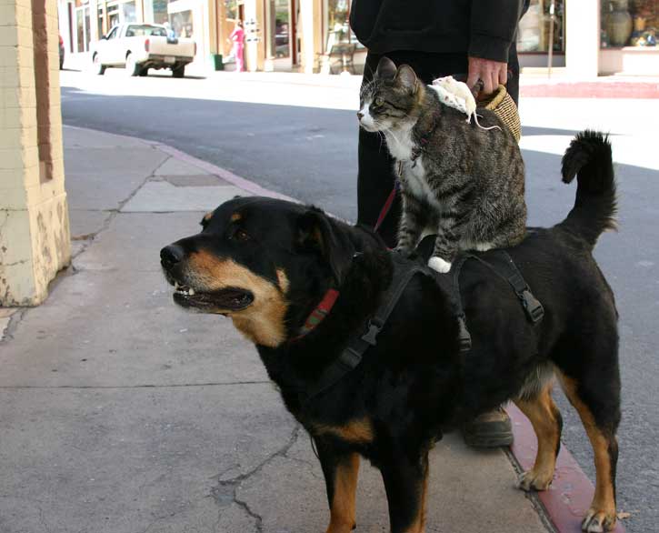 Booger, Kitty, and Mousies