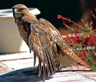 Red Tailed Hawk #18