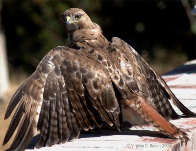 Red Tailed Hawk #23