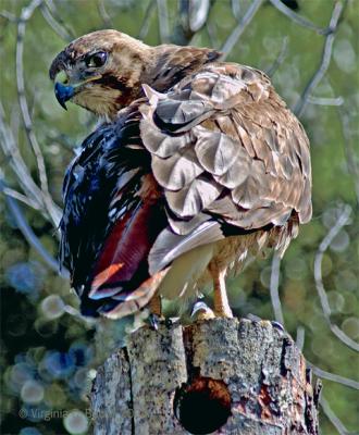 Red Tailed Hawk #27