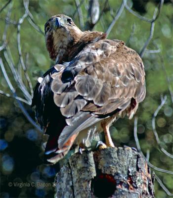 Red Tailed Hawk #28