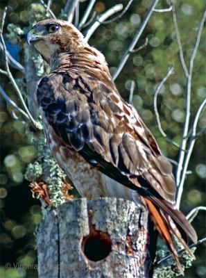 Red Tailed Hawk #30