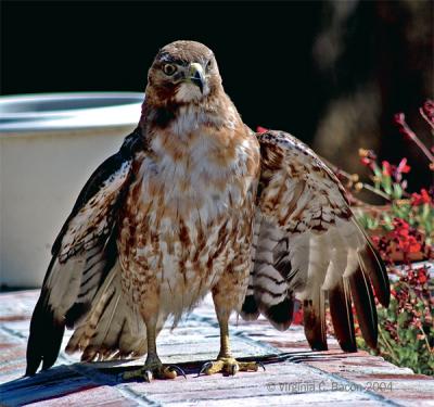 Red Tailed Hawk #32