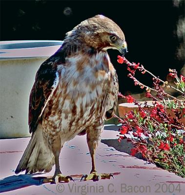 Red Tailed Hawk #31