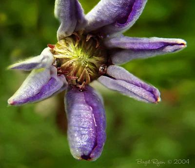 July Clematis