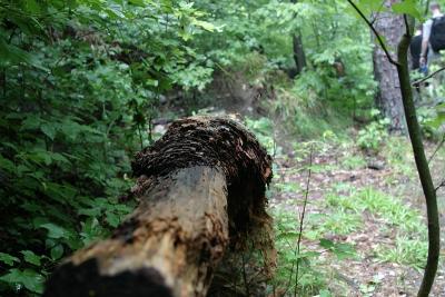 CRW_0798.jpg